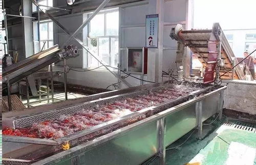 萬通蒙根花食品加工廠進(jìn)行脫水蔬菜生產(chǎn) 番茄